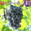 1位! 口コミ数「0件」評価「0」ピオーネ (並) 約4kg 約2kg入り×2箱 ぶどう ブドウ 葡萄 フルーツ 果物 高級 旬 先行予約 季節限定 岡山県 美咲町 常温 【･･･ 