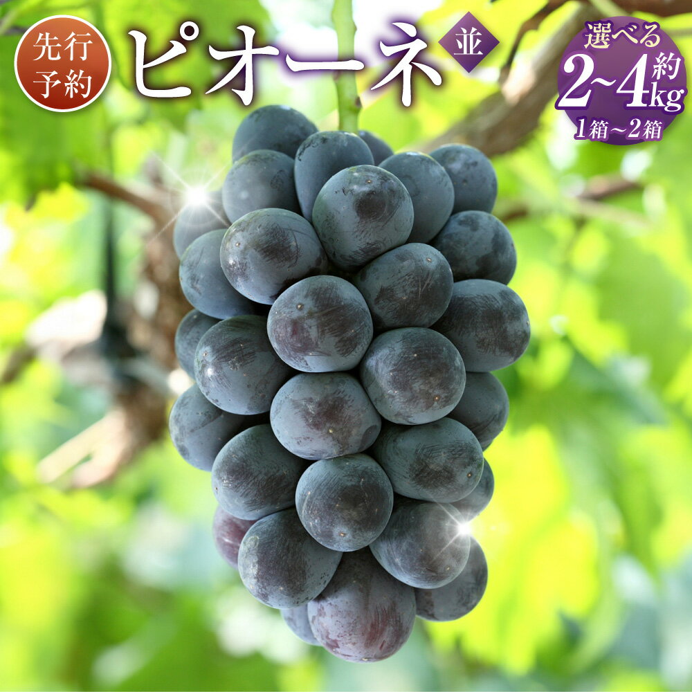 2位! 口コミ数「0件」評価「0」ピオーネ (並) 〈選べる内容量〉 約2kg または 約4kg (約2kg入り×2箱) ぶどう ブドウ 葡萄 フルーツ 果物 高級 旬 先行･･･ 