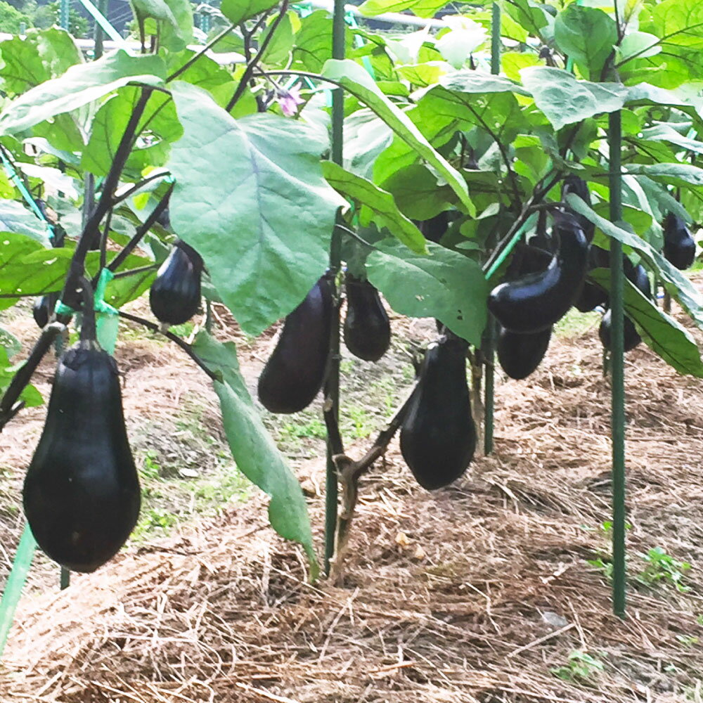 【ふるさと納税】【選べる容量】 カッシーファームのみさきなす 1個 約1kg または 2個 合計約1.9kg なす 茄子 ナス ジャンボナス 自家製 野菜 国産 岡山県 美咲町 送料無料 【2024年8月上旬-9月下旬発送予定】