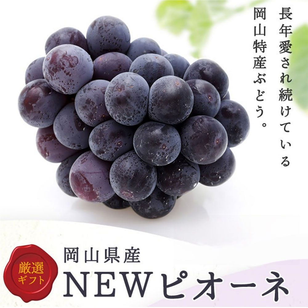 [選べる内容量] ニューピオーネ 1房480g以上 2房 化粧箱入り / 4房 ぶどう ブドウ 葡萄 フルーツ くだもの 果物 果実 デザート 冷蔵 岡山県産 国産 岡山県 美咲町 送料無料 [2026年8月下旬〜10月上旬迄順次発送予定]