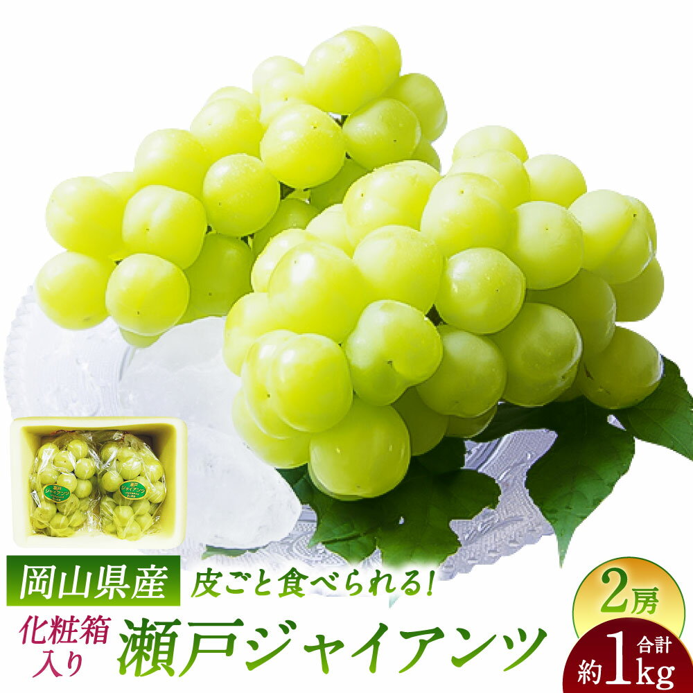 瀬戸ジャイアンツ 2房 1房480g以上 合計約1kg 化粧箱入り ぶどう ブドウ 葡萄 くだもの 果物 果実 フルーツ ギフト 贈答 冷蔵 国産 岡山県 美咲町 送料無料[2026年9月上旬〜10月上旬まで発送予定]