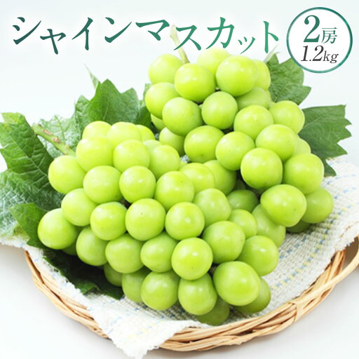 【ふるさと納税】シャインマスカット 2房 約1.2kg マスカット ぶどう ブドウ 葡萄 種なし 果物 くだもの フルーツ おやつ デザート 冷蔵 岡山県産 岡山県 美咲町 送料無料【2025年9月上旬~10月下旬発送予定】 【ふるさと納税】シャインマスカット 2房 約1.2kg マスカット ぶどう ブドウ 葡萄 種なし 果物 くだもの フルーツ おやつ デザート 冷蔵 岡山県産 岡山県 美咲町 送料無料【2025年9月上旬~10月下旬発送予定】