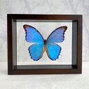 【ふるさと納税】昆虫 標本 Flying Morpho Butterfly(空を翔ぶ宝石) モルフォ蝶 1頭入 低反射 UVフィルム マイクロファイバー1枚・アルカリイオン水ミニボトル1本 付属 木製 高透明フィルム ガラス ケース 標本 インテリア オブジェ 蝶 送料無料