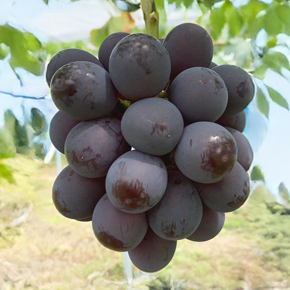 [選べる容量] ぶどう ニュー ピオーネ 2房 (合計1.2kg以上) / 3〜4房 (合計2kg以上) 2026年 先行予約 ブドウ 葡萄 ニューピオーネ 岡山県産 国産 フルーツ 果物 ギフト 河本農園 岡山県 美咲町 冷蔵 送料無料 [2026年8月下旬発送予定]