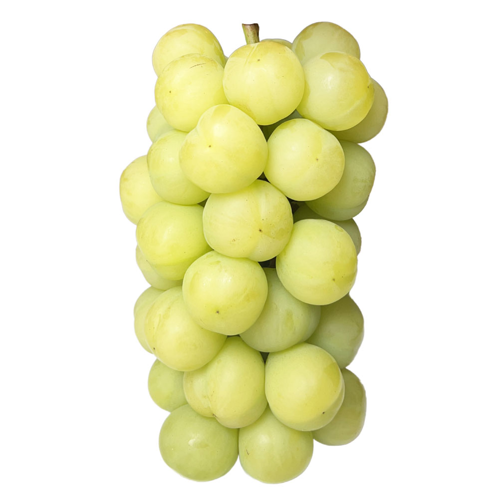 ぶどう 瀬戸ジャイアンツ 3房 (合計2kg以上) 2026年 先行予約 桃太郎ぶどう ブドウ 葡萄 皮ごと 岡山県産 国産 フルーツ 果物 河本農園 岡山県 美咲町 冷蔵 送料無料 [2026年9月上旬〜9月下旬発送予定]