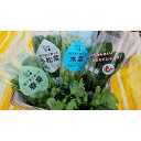 【ふるさと納税】小松菜、水菜、ほうれんそう、春菊 各6束