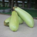 【ふるさと納税】狩留家なす5本入(化粧箱入) | 茄子 ナス 野菜 減農薬 伝統野菜 おいしい おすすめ 人気 広島県 広島市