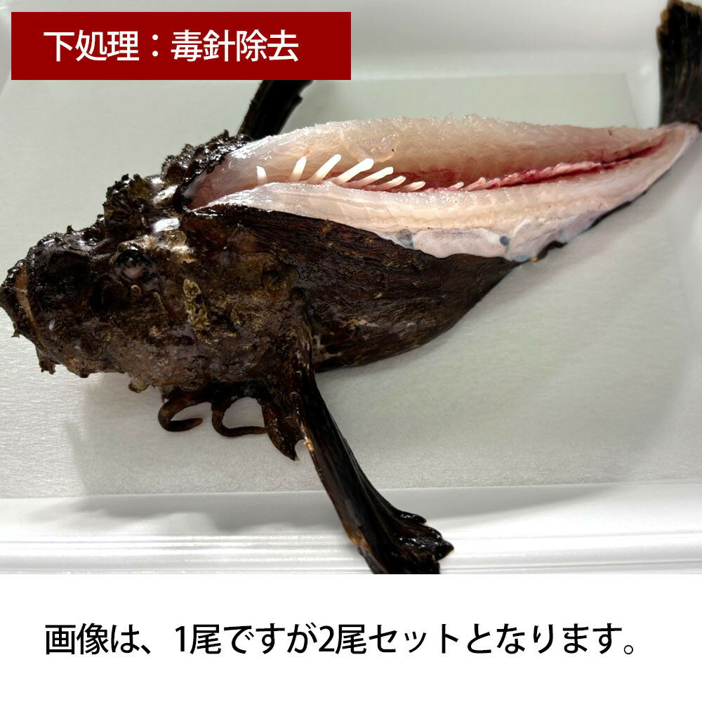 [処理方法選択可][先行予約]活き締めオコゼ2尾セット(2人前)ポン酢付き 虎魚 おこぜ 薄造り 唐揚げ