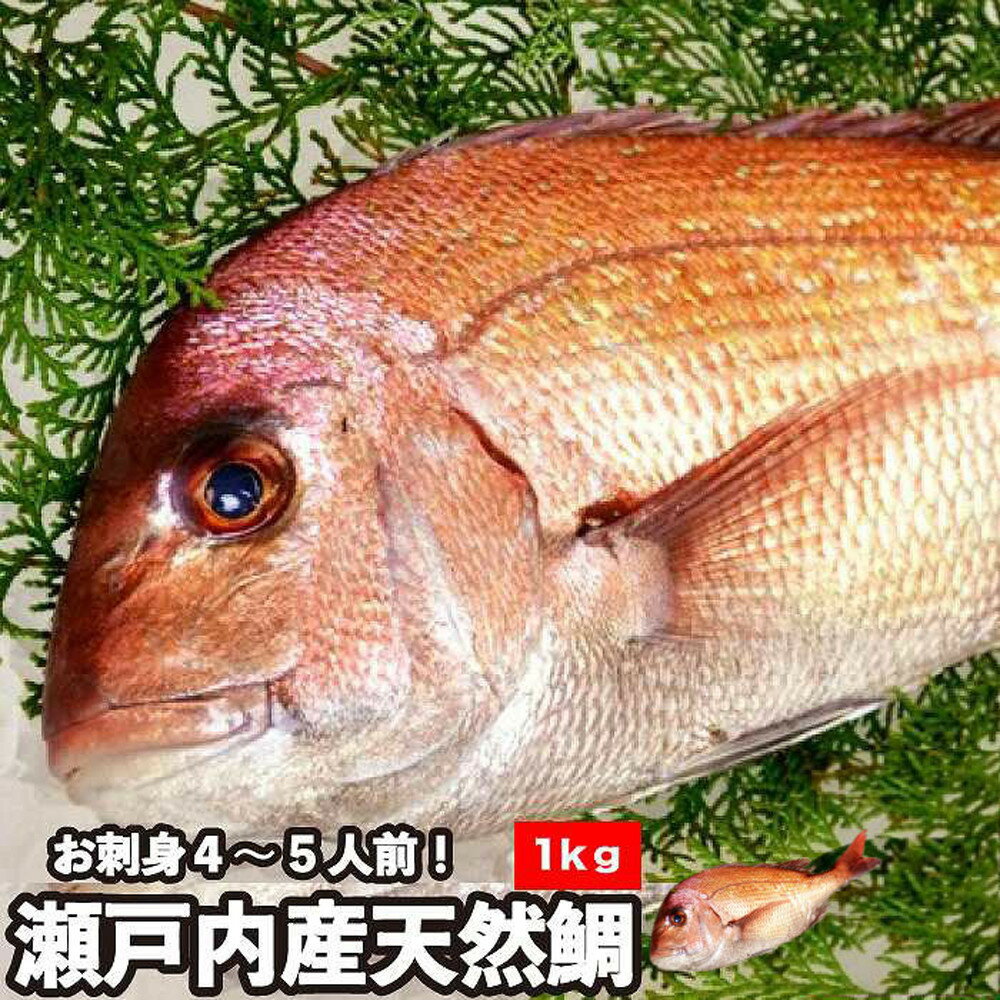[処理方法選択可]活き締め真鯛1尾(約1kg)タイ たい 刺身 鍋