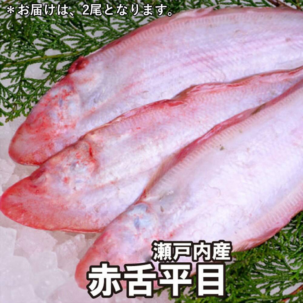 [処理方法選択可]赤舌平目 2尾(1尾、約250g〜300g)れんちょうがれい レンチョウ