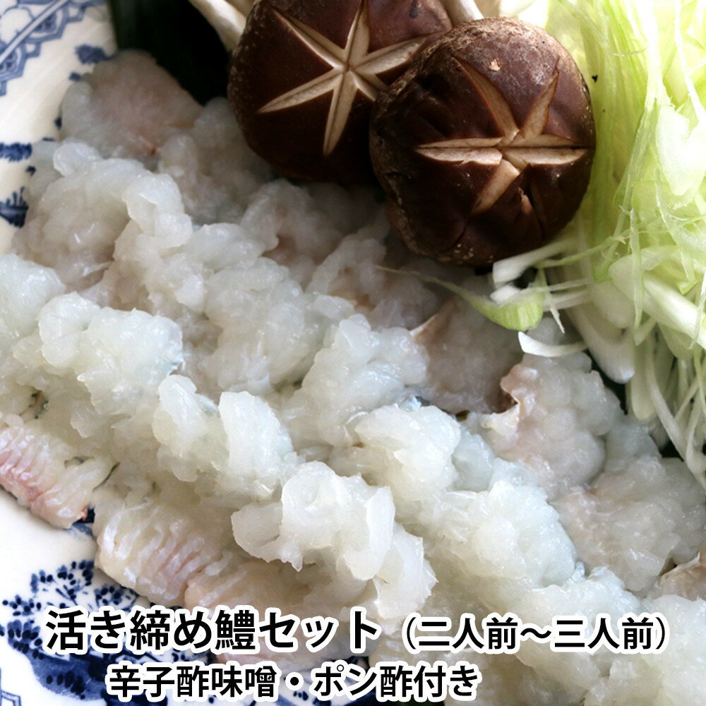 [先行予約]活き締め鱧(はも)セット(二人前〜三人前)辛子酢味噌・ポン酢付き 湯引き 鱧しゃぶ