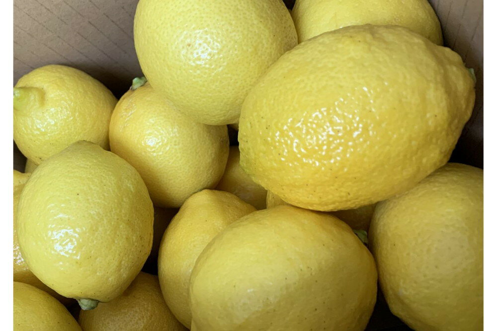 【ふるさと納税】国産檸檬（レモン）発祥の地 大長檸檬 生レモンしぼり 24本セット