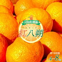 【ふるさと納税】【 2026年 1月 下旬〜発送】川田柑橘園 広島原産 「紅八朔」4kg / 8kg 内容量 が 選べる はっさく みかん ミカン 蜜柑 フルー...