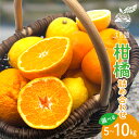 【ふるさと納税】 先行予約 大長プロジェクト 大長娘 柑橘 詰め合わせ 約 5kg / 約 10kg【2026年2月初旬~発送】レモン 檸檬 ミカン 蜜柑 フルーツ 果物 セット お取り寄せ 産地直送 送料無料 国産 国内産 コク 甘味 濃厚 大長みかん ジューシー 先行受付 大容量 広島県 呉市(4)