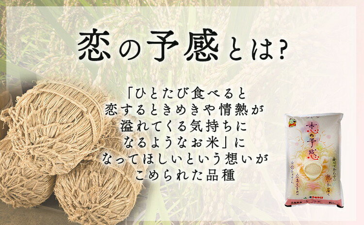 【ふるさと納税】2024年産収穫「恋の予感」精米10kg（5kg×2袋）【 お米 ライス 白米 ご飯 炭水化物 主食 おにぎり 直送 新品種 やや大粒 もちもち 弾力 お弁当 広島県産 】※2024年11月下旬頃より順次発送予定