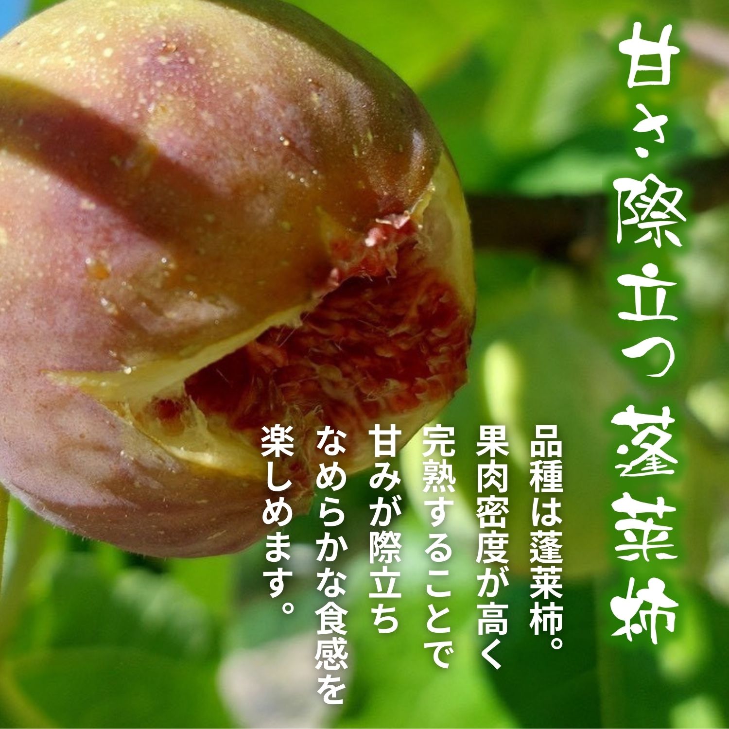 �ڤդ뤵��Ǽ�ǡ�2026ǯͽ����� ī�ɤ� ���Ϥ������� 300g~1.2kg �������� ��褤������ ˩��� ��भ�� | �����ѥå� ���۱� �� �ե롼�� �������� ̵�ֲ�