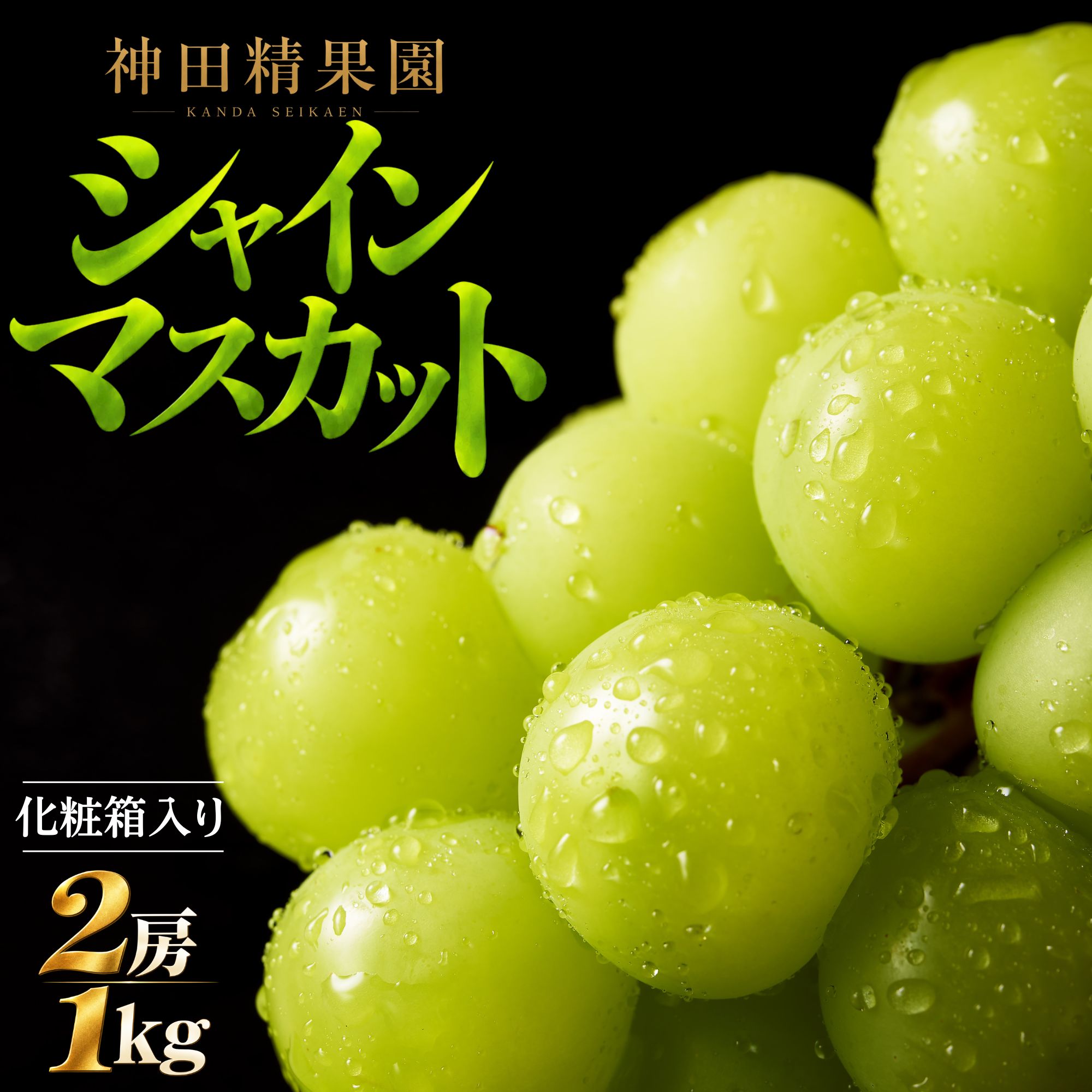 シャインマスカット 2房 約1kg 神田精果園 化粧箱入り | ブドウ 葡萄 冷蔵 種無し 種なし 皮ごと フルーツ 果物 贈り物 ギフト 贈答用 広島 県産 竹原産 農家直送 [2026年9月より順次発送]