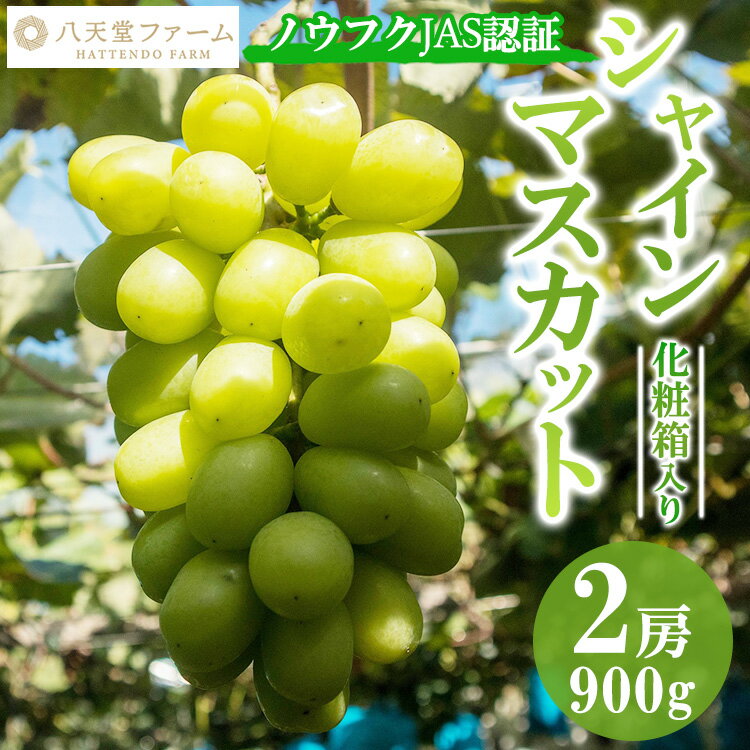 【ふるさと納税】八天堂ぶどう園 シャインマスカット 2房 900g ノウフクJAS認証 化粧箱入り 果物 ぶどう 【 ぶどう フルーツ 果物 甘くて大きい 薄皮 糖度が高い 】 ※2025年8月中旬頃~9月下旬頃に順次発送予定