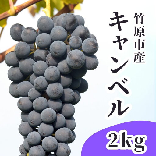 【ふるさと納税】キャンベル ぶどう 2kg 詰め合わせ 川重ぶどう園 【 葡萄 ブドウ フルーツ 果物 採れたて 人気 】 ※2025年8月中旬頃から順次発送 ※北海道・沖縄・離島への配送不可 【ふるさと納税】キャンベル ぶどう 2kg 詰め合わせ 川重ぶどう園 【 葡萄 ブドウ フルーツ 果物 採れたて 人気 】 ※2025年8月中旬頃から順次発送 ※北海道・沖縄・離島への配送不可