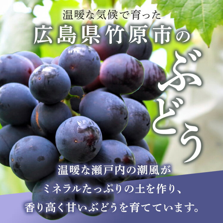 【ふるさと納税】西部ぶどう園 シャインマスカット2房と旬のぶどうセット 4～6房 計約2kg 葡萄 フルーツ 果物　【 皮ごと パリッ 美味しい 白ぶどう 高糖度 詰合せ 】※2024年9月初旬～10月初旬頃に順次発送予定　※沖縄・離島への配送不可