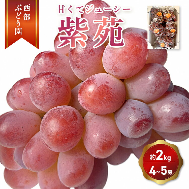 西部ぶどう園 紫苑 4～5房 約2kg 葡萄 フルーツ 果物　【 皮ごと パリッ 美味しい 白ぶどう 高糖度 詰合せ ジューシー 甘い 贈答用 】※2024年9月下旬～10月下旬頃に順次発送予定　※沖縄・離島への配送不可