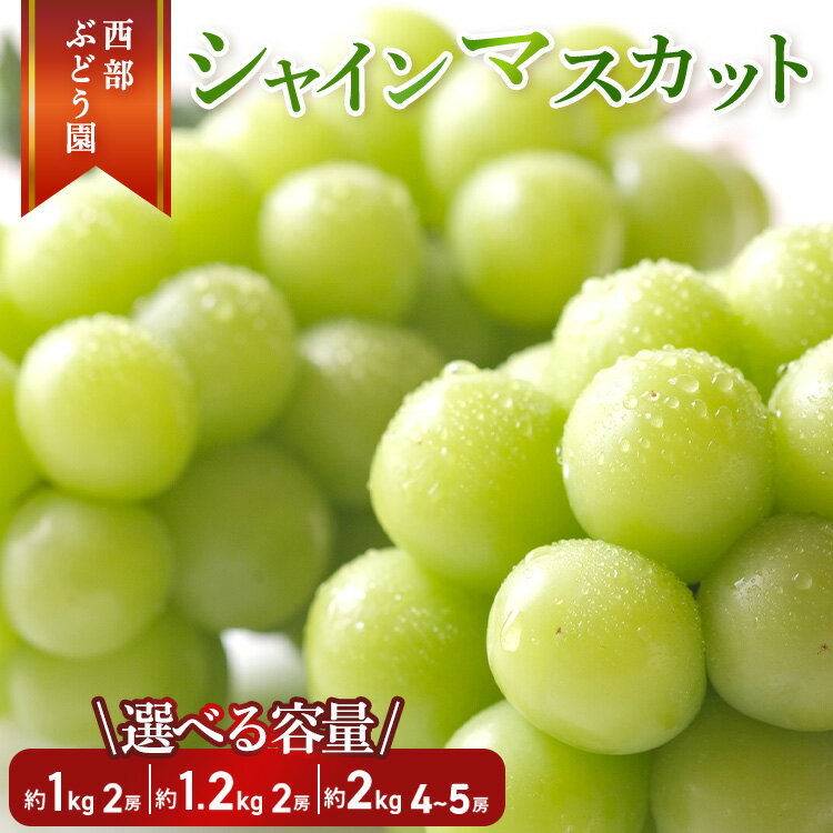 【ふるさと納税】【選べる内容量!】西部ぶどう園 シャインマスカット 4~5房 約2kg・2房 約1.2kg・2房 約1kg 葡萄 フルーツ 果物【 マスカット 皮ごと パリッ 美味しい 白ぶどう 高糖度 詰合せ 甘い 】※沖縄・離島への配送不可 ※2025年9月下旬~10月下旬頃に順次発送予定