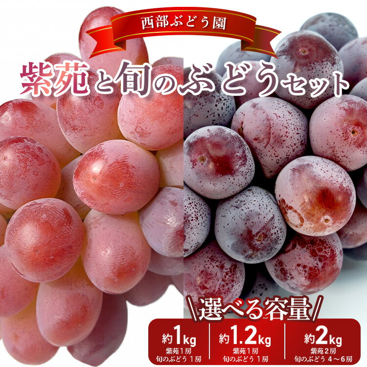 【ふるさと納税】【選べる内容量!】西部ぶどう園 紫苑 旬のぶどうセット 1~2kg 葡萄 ぶどう ブドウ フルーツ 果物【皮ごと 美味しい 白ぶどう 高糖度 詰合せ ジューシー 甘い 贈答用】※沖縄・離島への配送不可 ※2025年9月下旬~10月下旬頃に順次発送予定