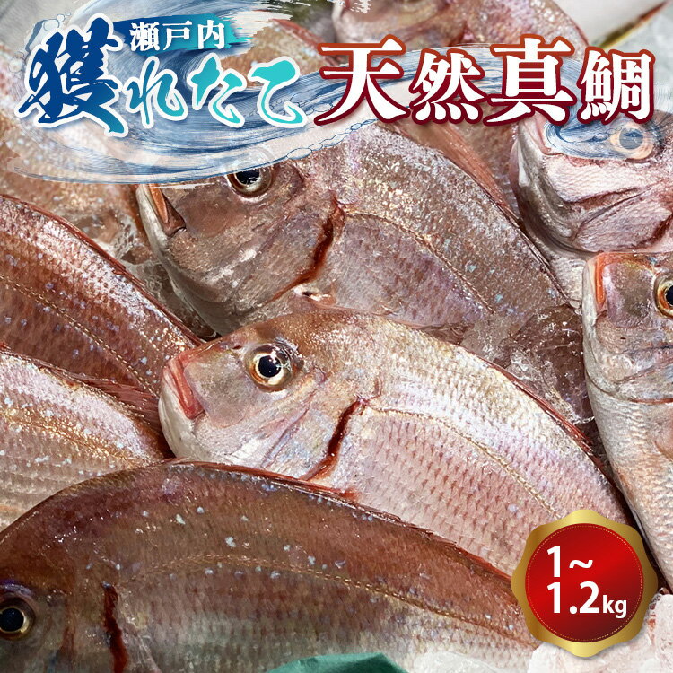 瀬戸内　獲れたて天然真鯛（鮮魚約1kg～約1.2kg）| 魚介類 海の幸 海鮮 国産 日本産 広島県産 即日加工 鮮度抜群 マダイ 魚 瀬戸内海　※離島への配送不可