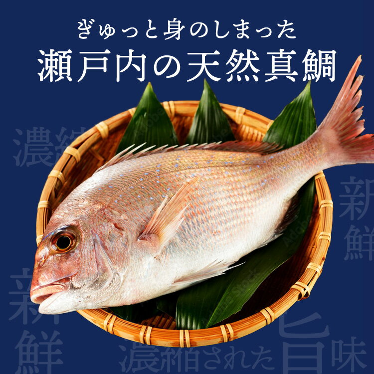 【ふるさと納税】瀬戸内　獲れたて天然真鯛（鮮魚 約2.2kg～約2.4kg）| 魚介類 海の幸 海鮮 国産 日本産 広島県産 即日加工 鮮度抜群 マダイ 魚 瀬戸内海　※離島への配送不可