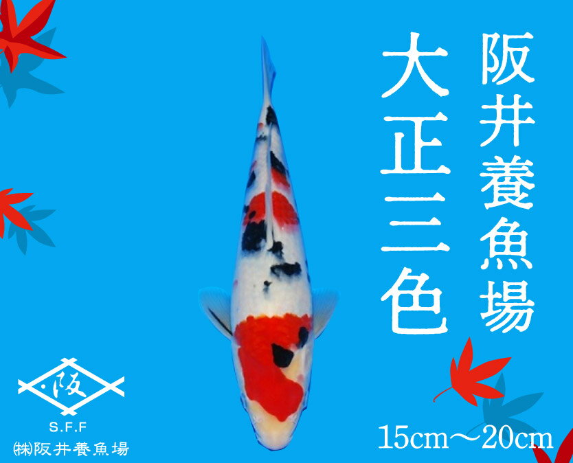 楽天市場】錦鯉 大正三色の通販 - その他 楽天市場】錦鯉 大正三色の通販 - その他