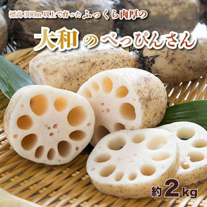 【ふるさと納税】洗い れんこん「大和のべっぴんさん」約2kg 贈答用 三原市大和町 レンコン ギフト 053001