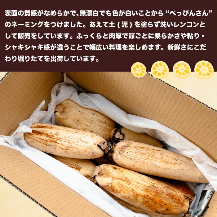 【ふるさと納税】洗い れんこん「大和のべっぴんさん」約5kg 贈答用 三原市大和町 レンコン ギフト 053001
