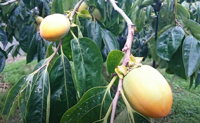 【ふるさと納税】西条柿干し柿 14個入り(個包装) 干し柿 柿 果物 フルーツドライフルーツ 箱入り 広島県 三原市 113002