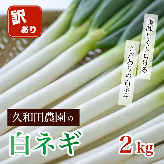 【ふるさと納税】【訳アリ】久和田農園 白ネギ ご自宅用 2kg 期間限定 野菜 ネギ 長ねぎ 広島県 三原...