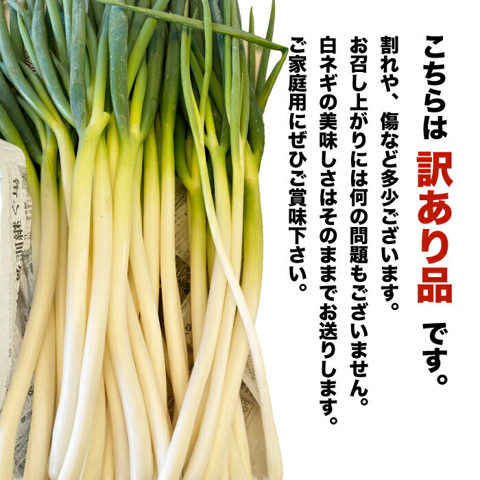 【ふるさと納税】【訳アリ】久和田農園 白ネギ ご自宅用 2kg 期間限定 野菜 ネギ 長ねぎ 広島県 三原市 034012