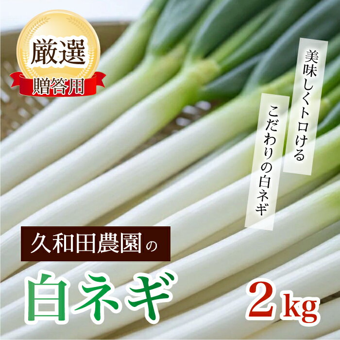 【ふるさと納税】久和田農園 白ネギ ご贈答用 2kg 期間限定 野菜 ネギ 長ねぎ 広島県 三原市 034013
