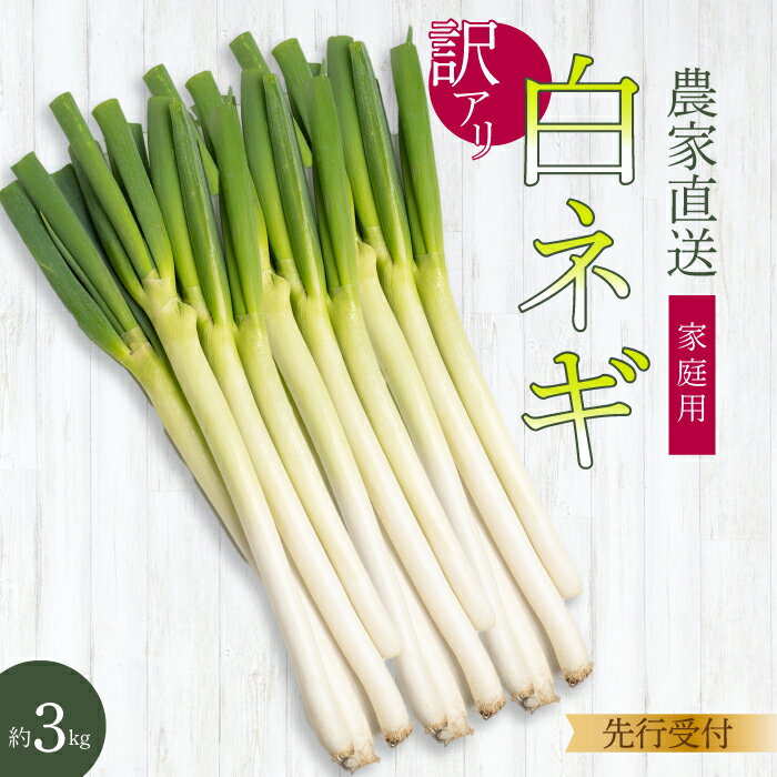 楽天限定[先行受付][訳あり]みのる農園 農家直送!白ねぎ3kg 家庭用 2025年12月上旬以降お届け 野菜 やさい 広島県三原市 206006