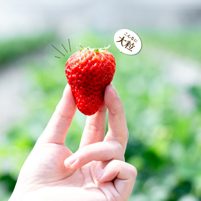 【ふるさと納税】山形県産 秋姫(あきひめ) 秀品 3L以上 約1.5〜2kg(12〜18玉) 【令和7年産先行予約】FU23-443 くだもの 果物 フルーツ 山形 山形県 山形市 お取り寄せ 2025年産