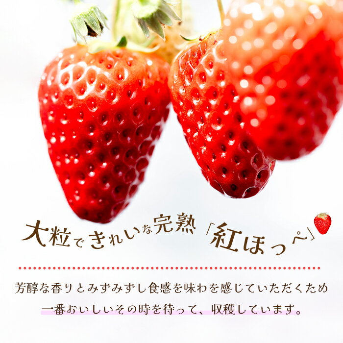 【ふるさと納税】【先行受付・数量限定】朝摘み完熟☆紅ほっぺ いちご 果物 イチゴ 12～18個（400g～600g） 三原いちご園 苺 フルーツ 041001