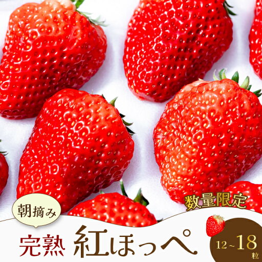 【ふるさと納税】【先行受付・数量限定】朝摘み完熟☆紅ほっぺ いちご 果物 イチゴ 12~18個(400g~600g) 三原いちご園 苺 フルーツ 041001 【ふるさと納税】【先行受付・数量限定】朝摘み完熟☆紅ほっぺ いちご 果物 イチゴ 12~18個(400g~600g) 三原いちご園 苺 フルーツ 041001
