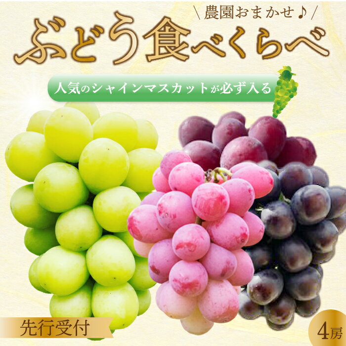 [先行受付]みのる農園おまかせ ぶどう食べくらべ(4房)葡萄 ブドウ 詰合せ 果物 フルーツ 2025年7月〜10月上旬お届け 広島県三原市 206001