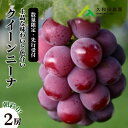 【ふるさと納税】【2025年先行受付】数量限定 ぶどう <久和田農園> 朝採り クイーンニーナ 2房 果物 フルーツ 先行予約 久和田農園 広島 三原 034004