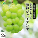 【ふるさと納税】【2025年先行受付】数量限定 ぶどう <久和田農園>朝採り 瀬戸ジャイアンツ 2房 果物 フルーツ 先行予約 久和田農園 広島 三原 0340...