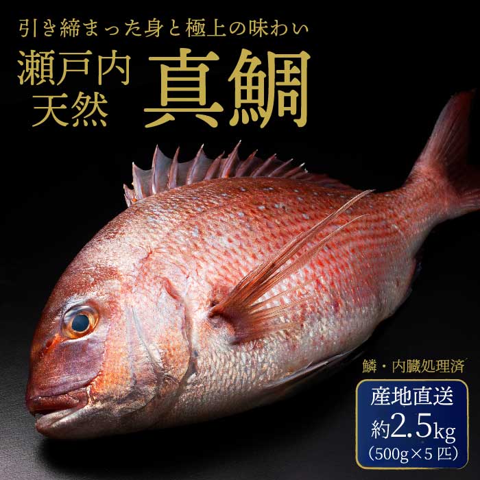瀬戸内産 天然鯛 約2.5kg(500g×5匹/鱗・内臓処理) 鯛 天然鯛 真鯛 天然 鮮魚 下処理済 瀬戸内 広島県 三原市 154006
