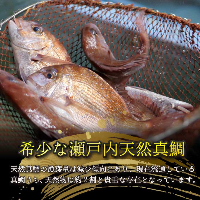【ふるさと納税】瀬戸内産 天然鯛 約2.5kg（500g×5匹/鱗・内臓処理）・鮮魚3～5種 詰め合わせ 地魚 鯛 天然鯛 真鯛 天然 鮮魚 下処理済 瀬戸内 広島県 三原市 154008
