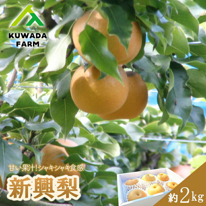 【久和田農園】 紅葉狩りの季節の 新興梨 2kg なし 果物 フルーツ 広島県三原市 034007