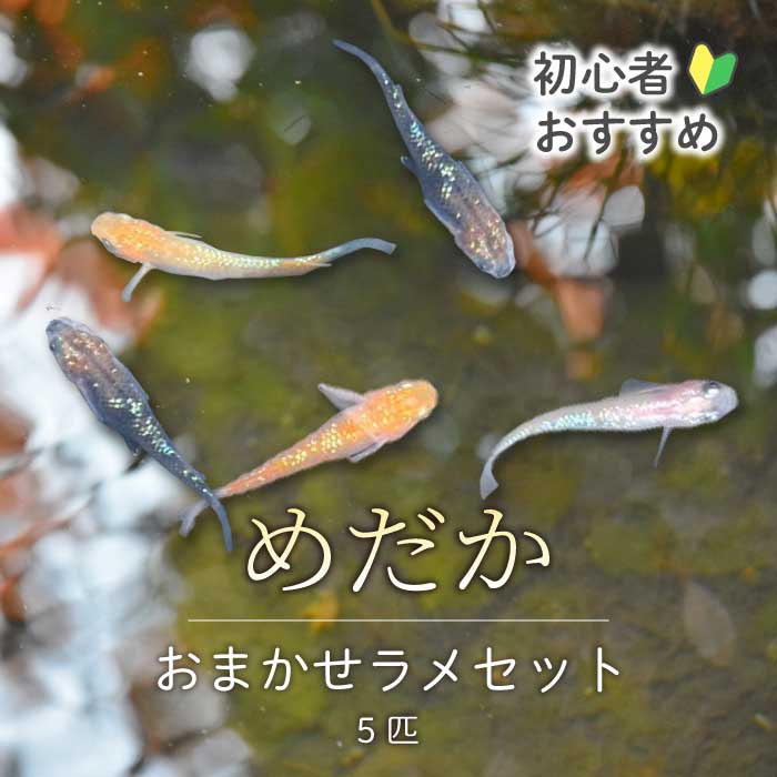 めだか おまかせラメセット(5匹) メダカ 飼育 生体 観賞魚 魚 ペット おまかせ ミックス おすすめ 水槽 インテリア 生物 鑑賞 熱帯魚 アクアリウム 熱帯 淡水魚 243011
