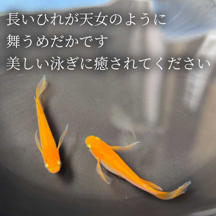 広島県三原市の【ふるさと納税】楊貴妃 5匹 めだか メダカ 飼育 生体 観賞魚 魚 ペット おまかせ ミックス おすすめ 水槽 インテリア 生物 鑑賞 熱帯魚 アクアリウム 熱帯 淡水魚 243014｜アングル2