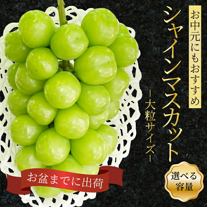 【ふるさと納税】【2027年先行受付】シャインマスカット 大粒 大容量 選べる 1.1kg 2kg ぶどう ブドウ 果物 フルーツ 広島県 三原市 ギフト 249002-r