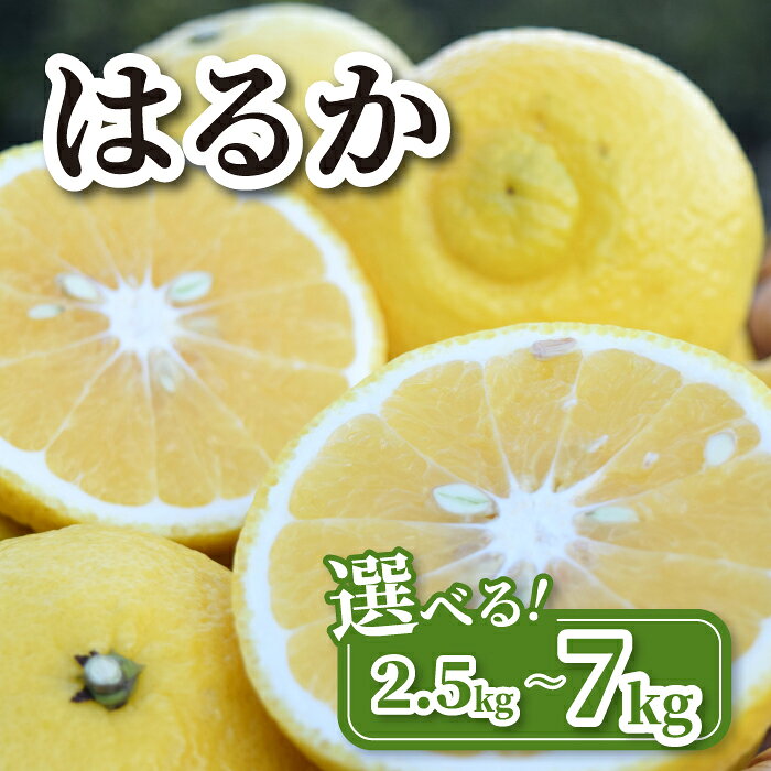 みかん 濃厚な甘みに驚愕 瀬戸内のはるか
